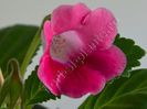 Sinningia Slipper Pink - parfumat