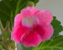 Sinningia Slipper Pink - parfumat