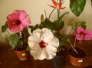 hibiscus grup