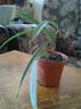 ficus ally