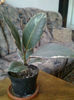 ficus elastica Tineke