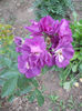 Rhapsody in Blue