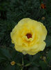 Friesia