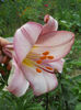 Picture 4025