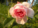 abraham darby