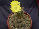 LOBIVIA AUREA