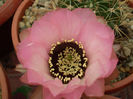 LOBIVIA JAJOIANA CV ANEMONE