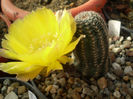 LOBIVIA DENSISPINA