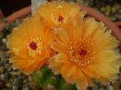 Notocactus ottonis cv janousek
