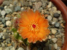 Notocactus ottonis cv janousek