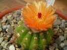 Notocactus ottonis cv janousek