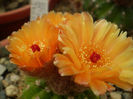 Notocactus ottonis cv janousek