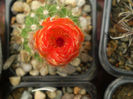 Notocactus ottonis cv vencluianus