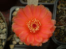 Notocactus ottonis cv vencluianus