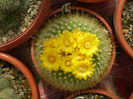 Parodia chrysacanthion