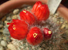 Parodia sanguiniflora