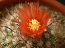 Parodia sp salta