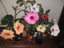 hibiscus grup