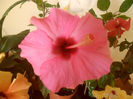Adonicus Pink