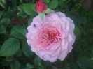 Florajet