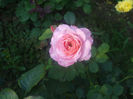 Florajet