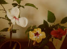 hibiscus grup