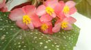 Begonia Corallina de Lucerna