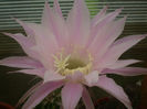 Echinopsis hybrid fl. roz