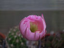 Echinopsis hybrid fl. roz