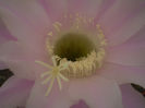 Echinopsis hybrid fl. roz