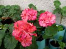 coral pink 1 dublu