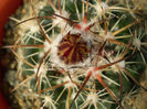 Coryphantha tripugionacantha