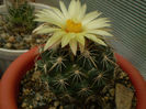 Coryphantha tripugionacantha