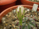 Gymnocalycium anisitsii