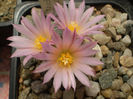 Turbinicarpus roseiflorus