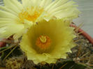 Astrophytum ornatum