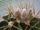 Astrophytum ornatum