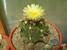 Astrophytum ornatum