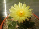 Astrophytum ornatum