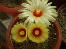 Astrophytum capricorne