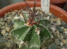 Astrophytum capricorne