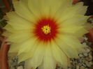 Astrophytum capricorne