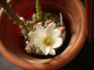 Austrocylindropuntia salmiana v albiflora