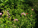 DSCN5506