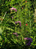 DSCN5516