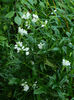 DSCN5518