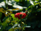 DSCN5552