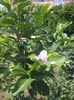magnolie in iulie