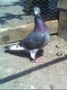 IMG0580A