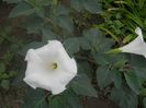 DATURA
